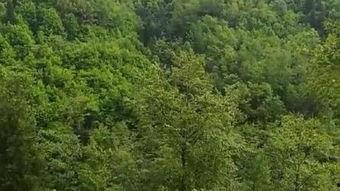 浴血大青山在线观看,烽火岁月里的英雄赞歌 第3张 浴血大青山在线观看,烽火岁月里的英雄赞歌 第3张